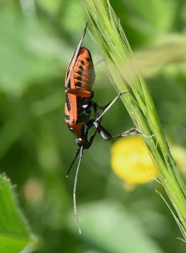 Réf. 228 955 : Calocoris nemoralis